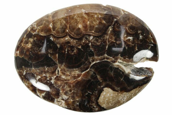 Polished Chocolate Calcite Palm Stone - Pakistan #220975